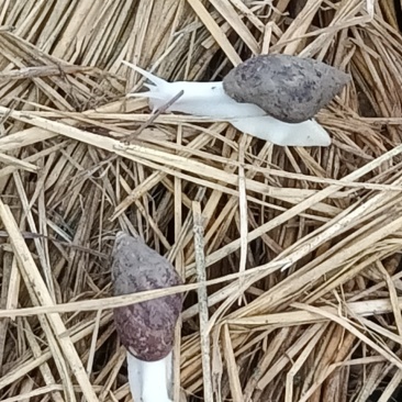 白玉蜗牛
