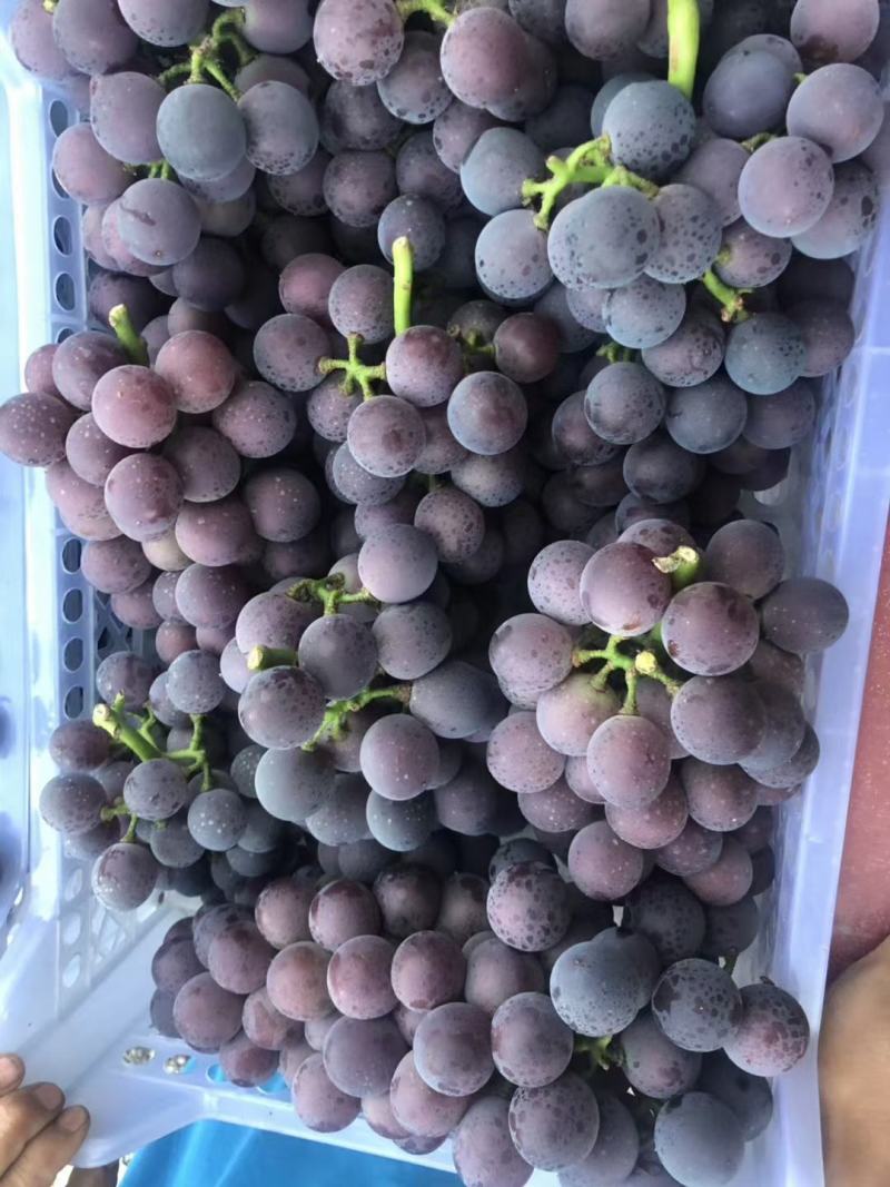 聊城巨盛一号，红艳天，乒乓球葡萄，藤稔葡萄，大量供应