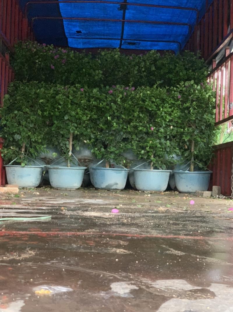三角梅球小叶紫三角梅紫色花福建漳州基地提供视频看货