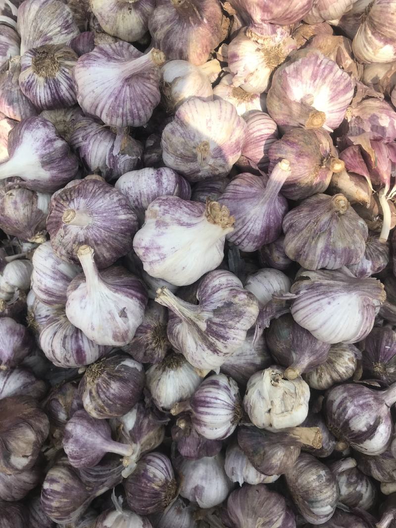 云南红皮大蒜，红香蒜