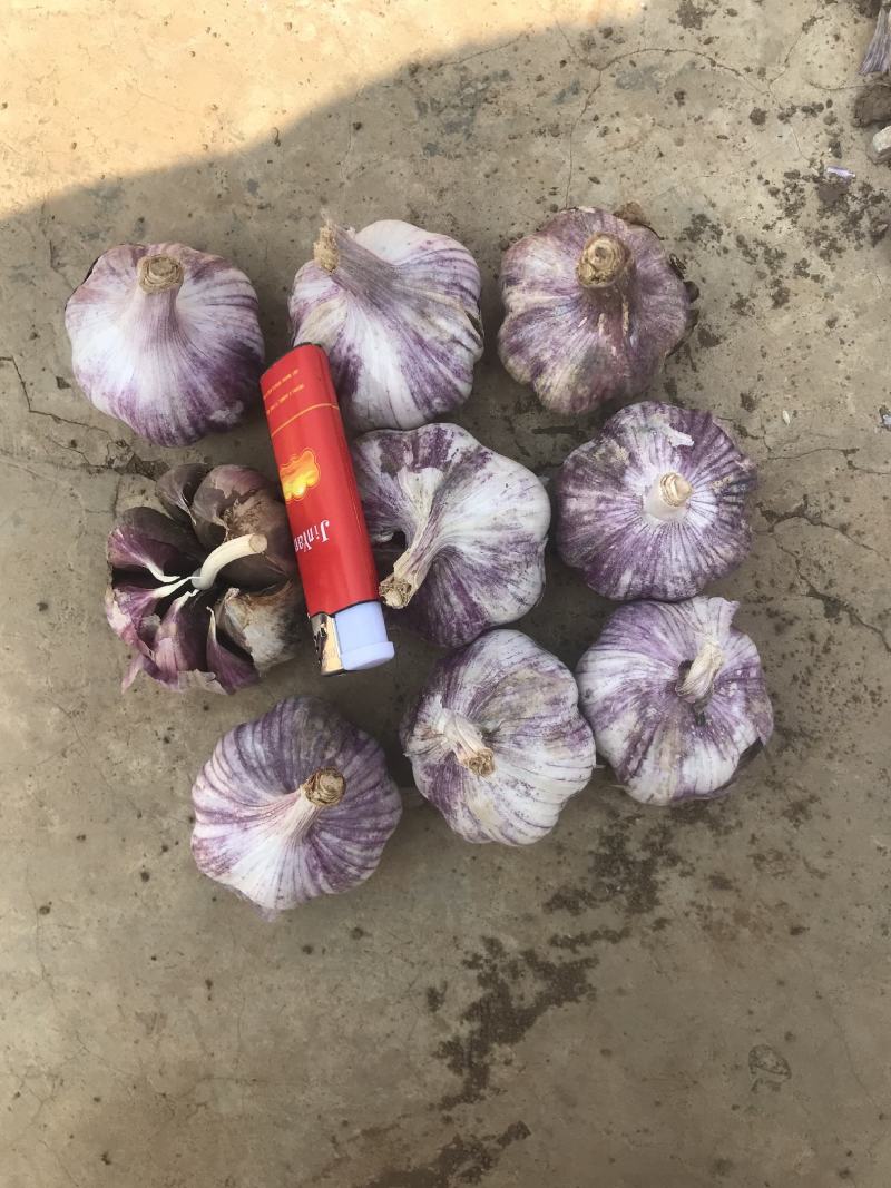 云南红皮大蒜，红香蒜