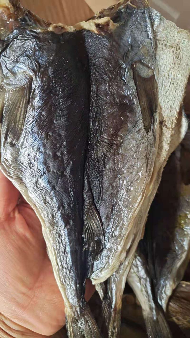 淡干河豚鱼