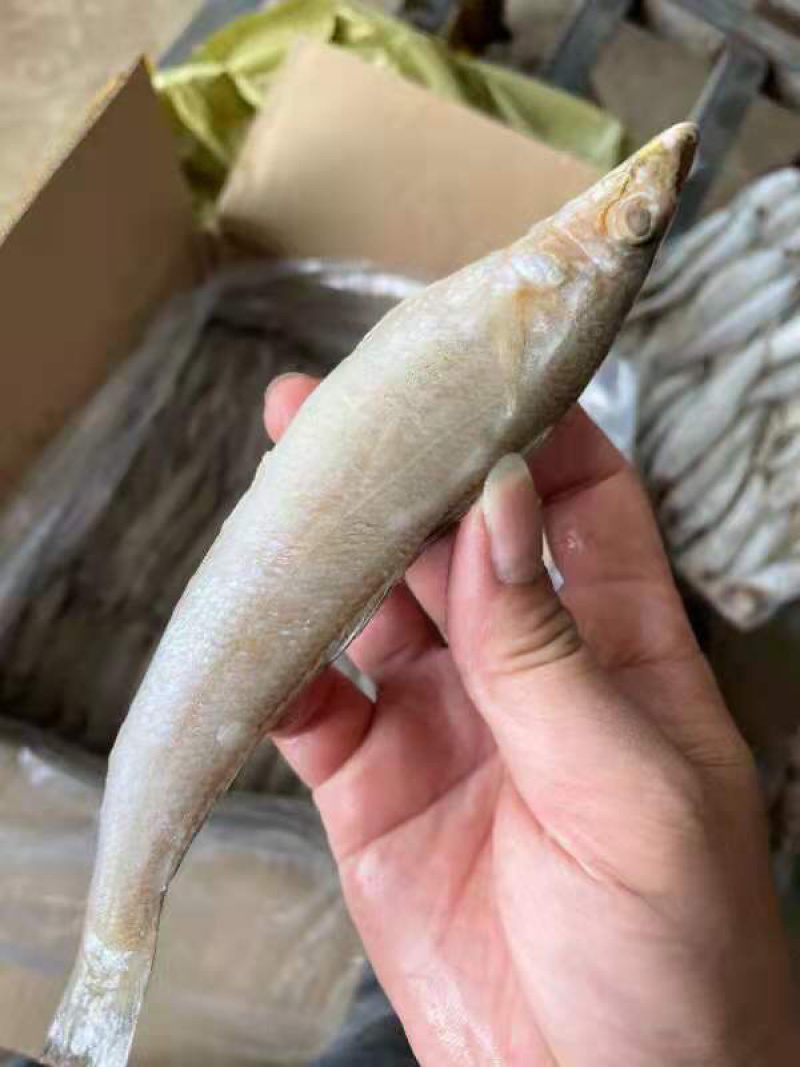 冰鲜沙尖鱼/沙丁鱼/沙占鱼，一手货源，全国发货，大量有货