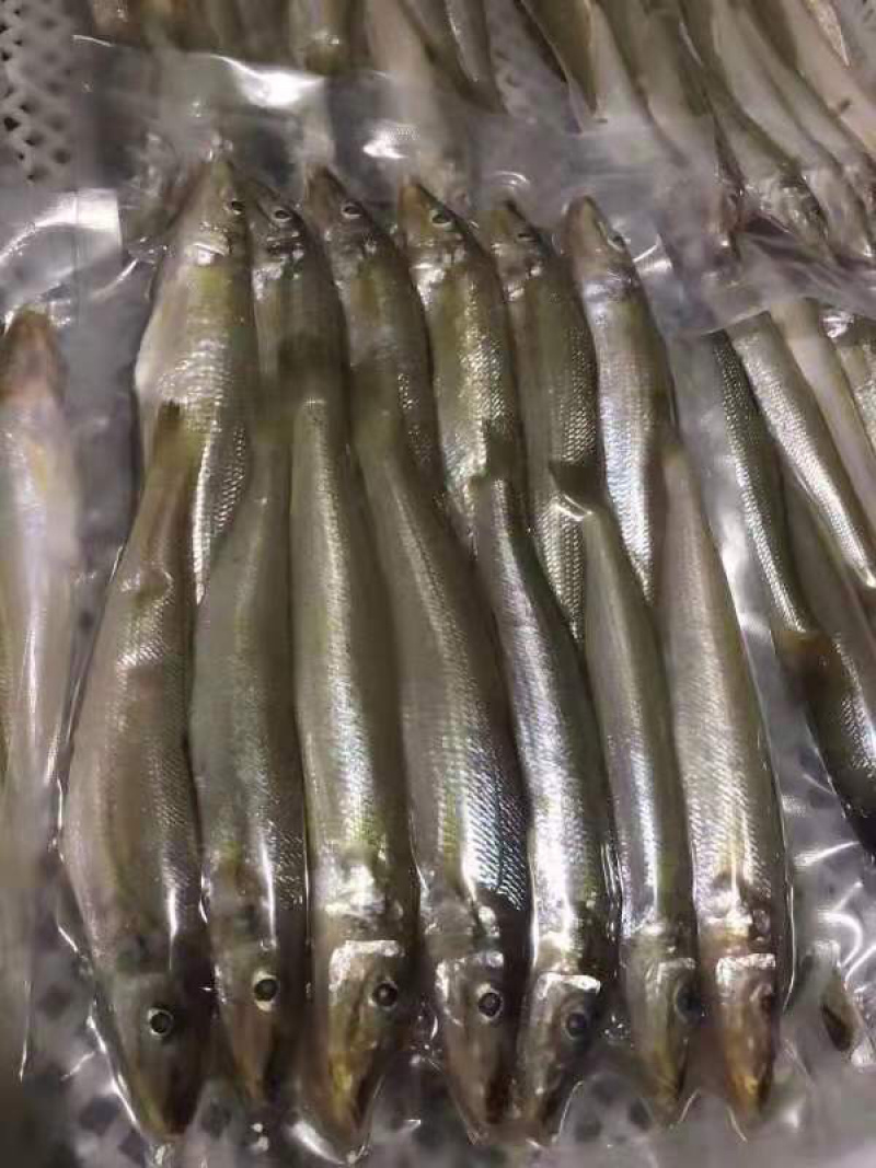 冰鲜沙尖鱼/沙丁鱼/沙占鱼，一手货源，全国发货，大量有货