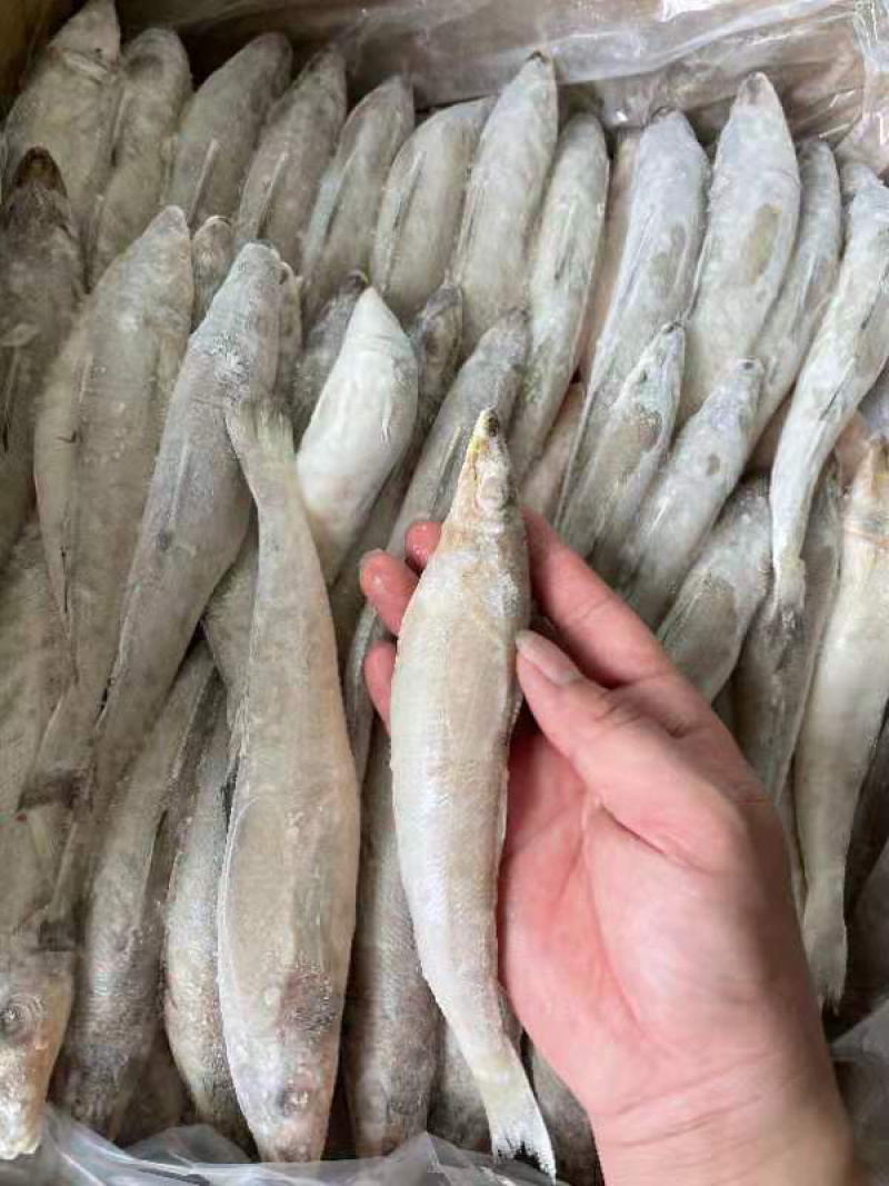 冰鲜沙尖鱼/沙丁鱼/沙占鱼，一手货源，全国发货，大量有货