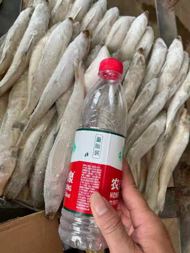 冰鲜沙尖鱼/沙丁鱼/沙占鱼，一手货源，全国发货，大量有货
