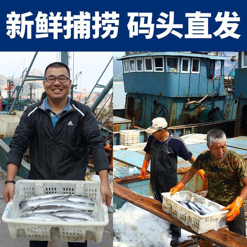 青岛大鲅鱼新鲜冷冻马鲛鱼鲜活海鲜鲅鱼馅咸鲐鲅鱼顺丰包邮