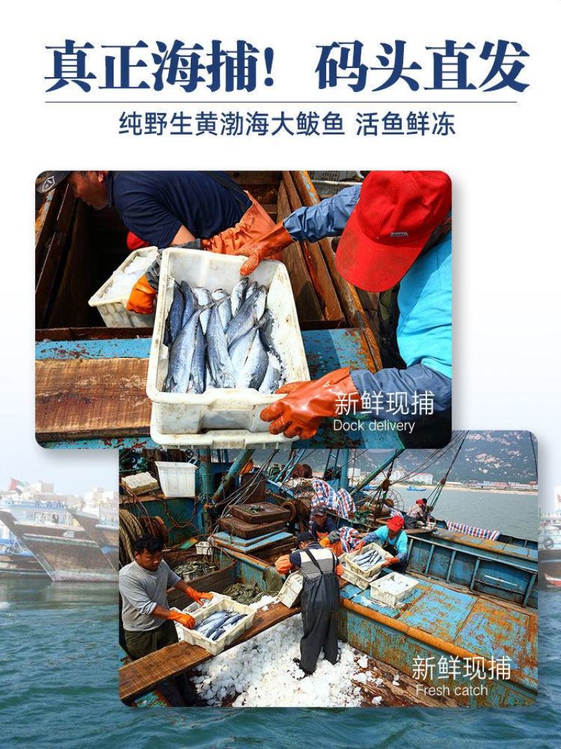 青岛大鲅鱼新鲜冷冻马鲛鱼鲜活海鲜鲅鱼馅咸鲐鲅鱼顺丰包邮