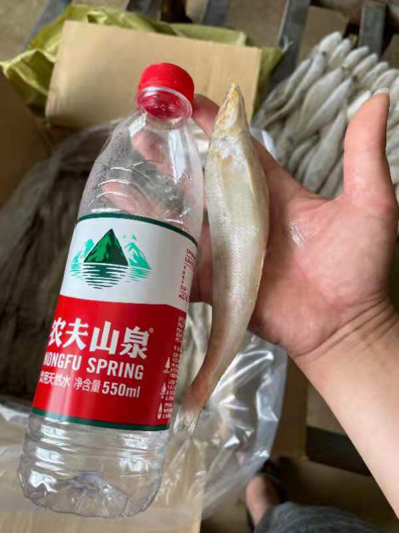 冰鲜沙尖鱼/沙丁鱼/沙占鱼，一手货源，全国发货，大量有货