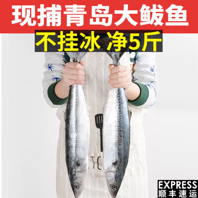 青岛大鲅鱼新鲜冷冻马鲛鱼鲜活海鲜鲅鱼馅咸鲐鲅鱼顺丰包邮