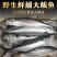 青岛大鲅鱼新鲜冷冻马鲛鱼鲜活海鲜鲅鱼馅咸鲐鲅鱼顺丰包邮