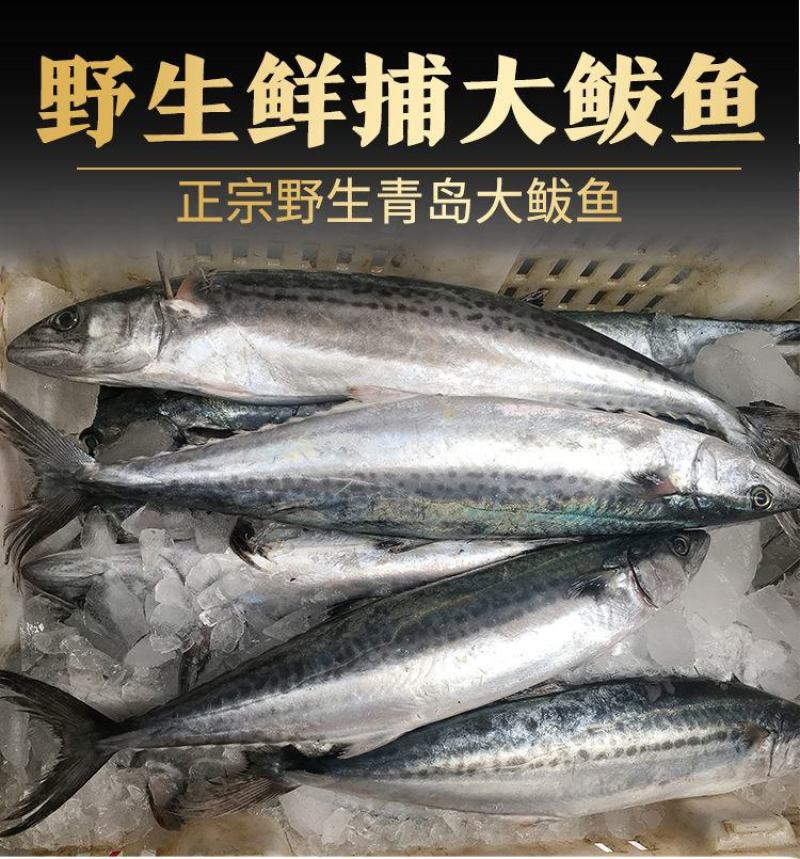 青岛大鲅鱼新鲜冷冻马鲛鱼鲜活海鲜鲅鱼馅咸鲐鲅鱼顺丰包邮