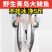 青岛大鲅鱼新鲜冷冻马鲛鱼鲜活海鲜鲅鱼馅咸鲐鲅鱼顺丰包邮