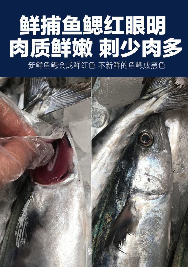 青岛大鲅鱼新鲜冷冻马鲛鱼鲜活海鲜鲅鱼馅咸鲐鲅鱼顺丰包邮