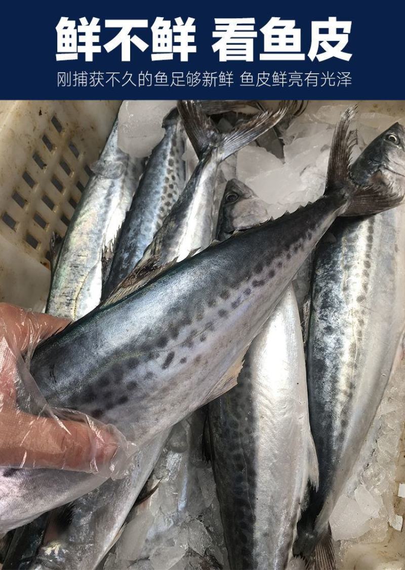 青岛大鲅鱼新鲜冷冻马鲛鱼鲜活海鲜鲅鱼馅咸鲐鲅鱼顺丰包邮