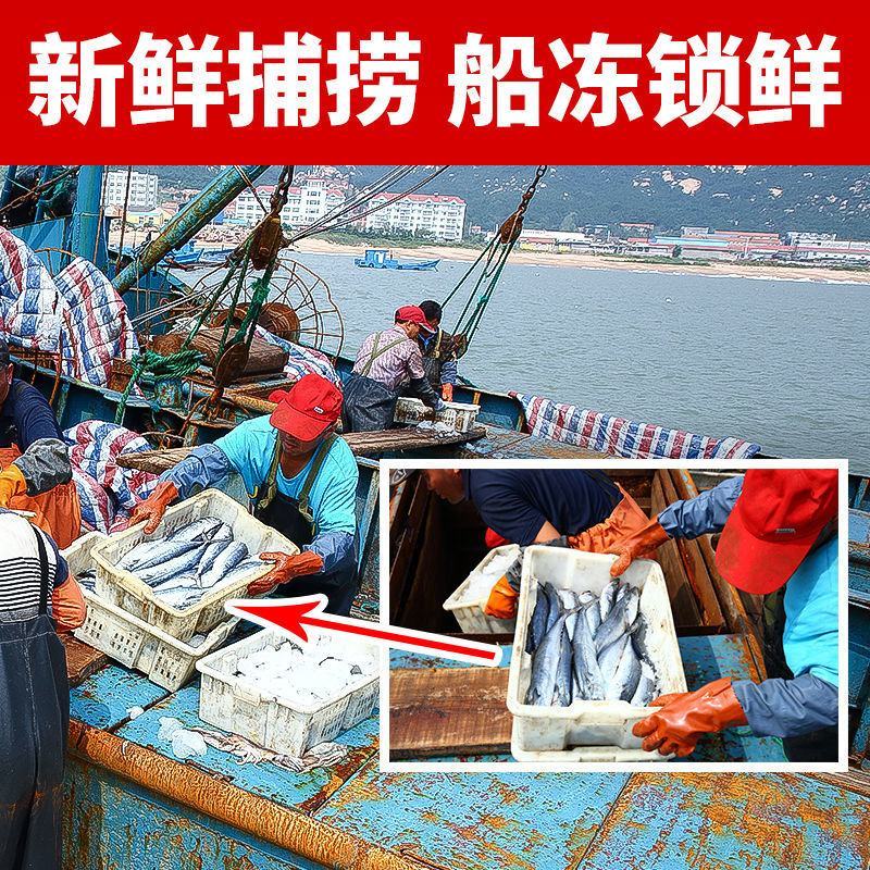 青岛大鲅鱼新鲜冷冻马鲛鱼鲜活海鲜鲅鱼馅咸鲐鲅鱼顺丰包邮