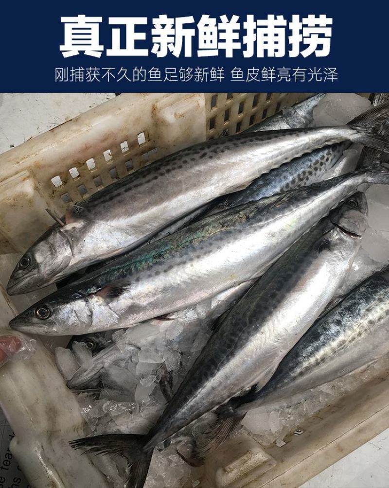 青岛大鲅鱼新鲜冷冻马鲛鱼鲜活海鲜鲅鱼馅咸鲐鲅鱼顺丰包邮