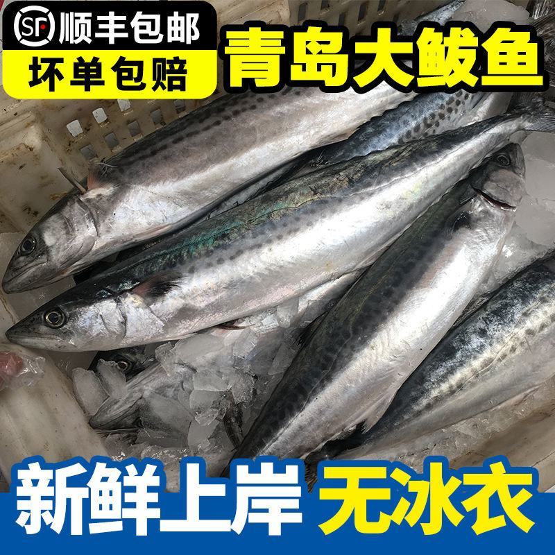 青岛大鲅鱼新鲜冷冻马鲛鱼鲜活海鲜鲅鱼馅咸鲐鲅鱼顺丰包邮