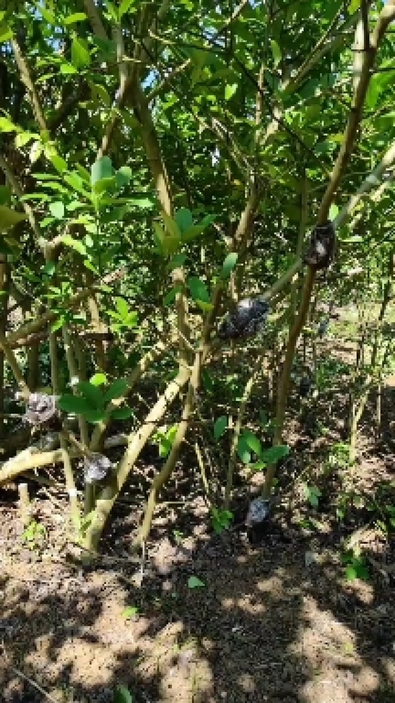 广东香水柠檬高压苗无籽正宗湛江苗场果园基地