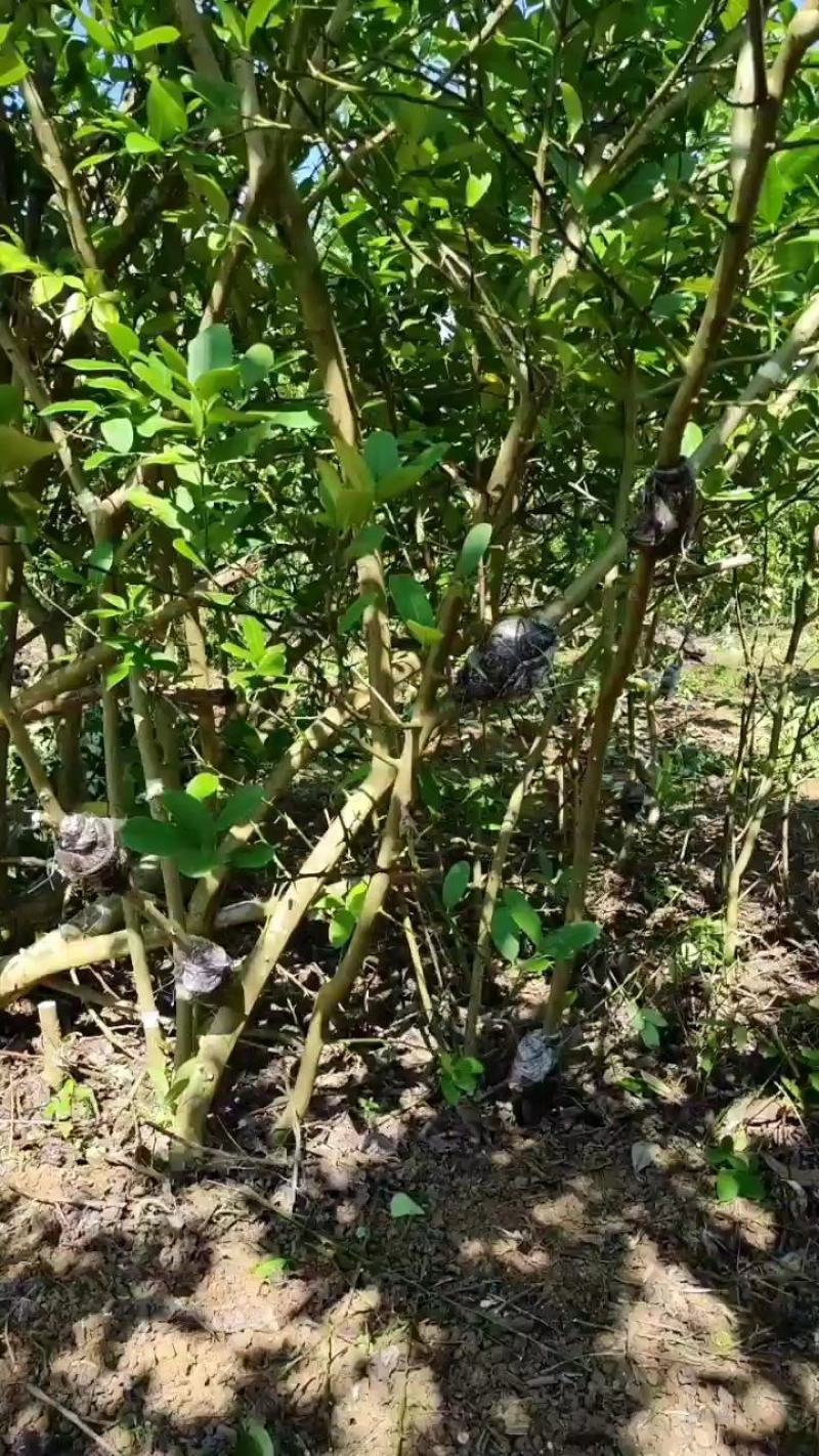 广东香水柠檬高压苗无籽正宗湛江苗场果园基地