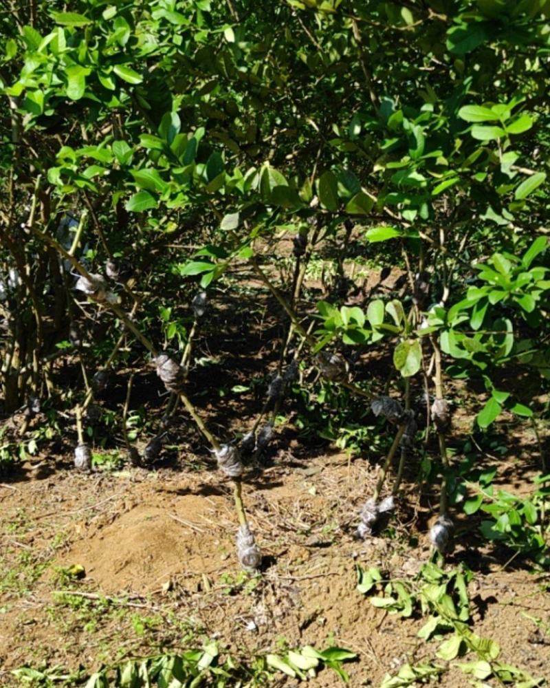 广东香水柠檬高压苗无籽正宗湛江苗场果园基地