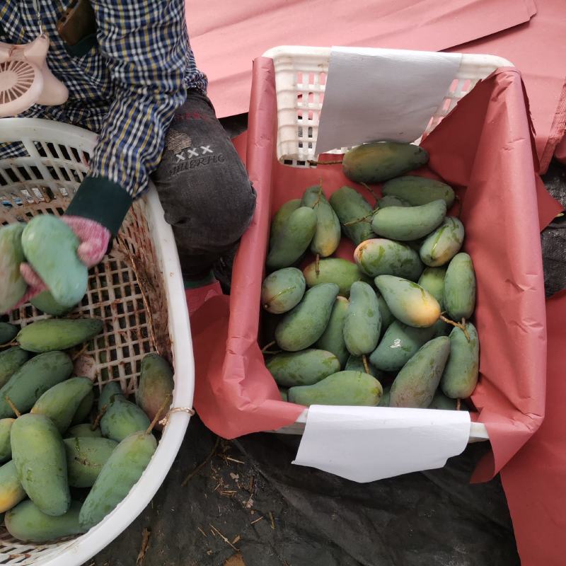 百色金煌芒电商平台团购平台整车发货一件代发电话联系