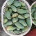 百色金煌芒电商平台团购平台整车发货一件代发电话联系