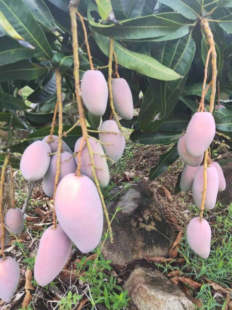 百色贵妃芒电商平台团购平台供应市场现货整车电话联系