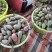 百色贵妃芒电商平台团购平台供应市场现货整车电话联系