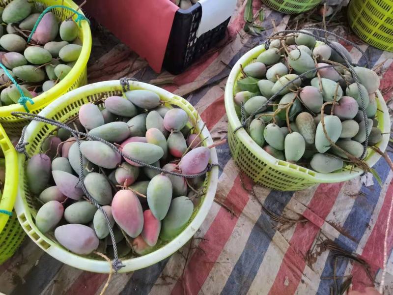 百色贵妃芒电商平台团购平台供应市场现货整车电话联系