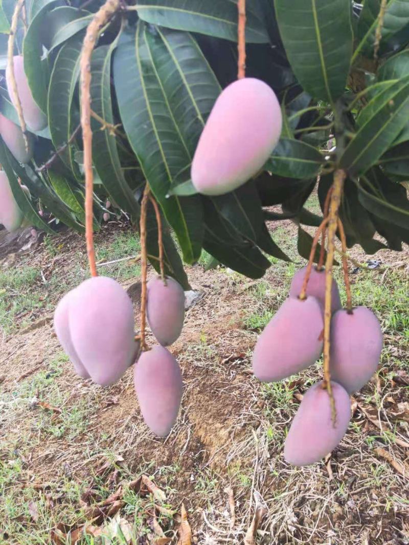 百色贵妃芒电商平台团购平台供应市场现货整车电话联系