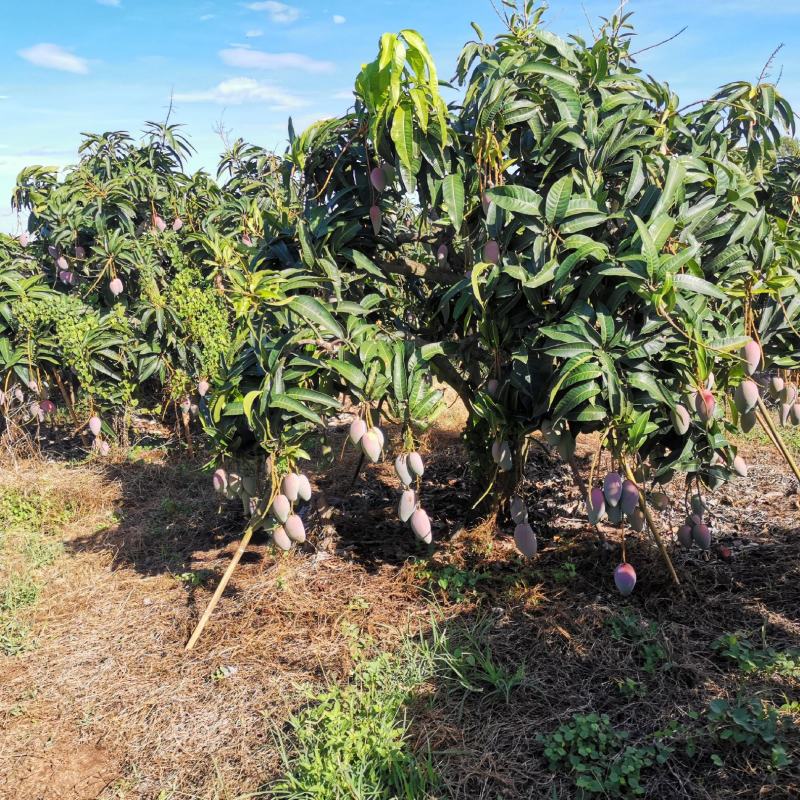 百色贵妃芒电商平台团购平台供应市场现货整车电话联系