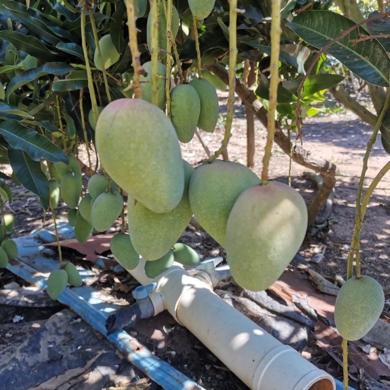 百色芒果台农芒市场供应电商平台团购平台现货整车电话联系