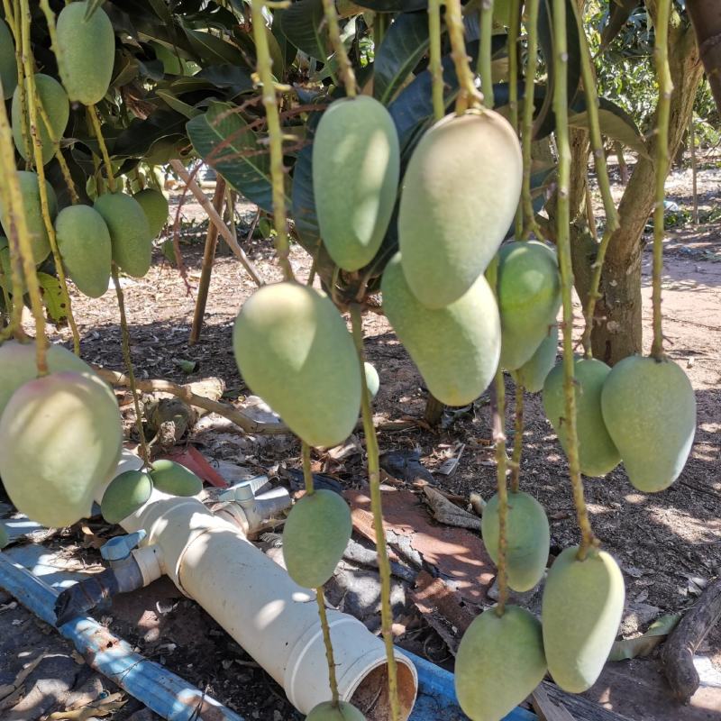 百色芒果台农芒市场供应电商平台团购平台现货整车电话联系