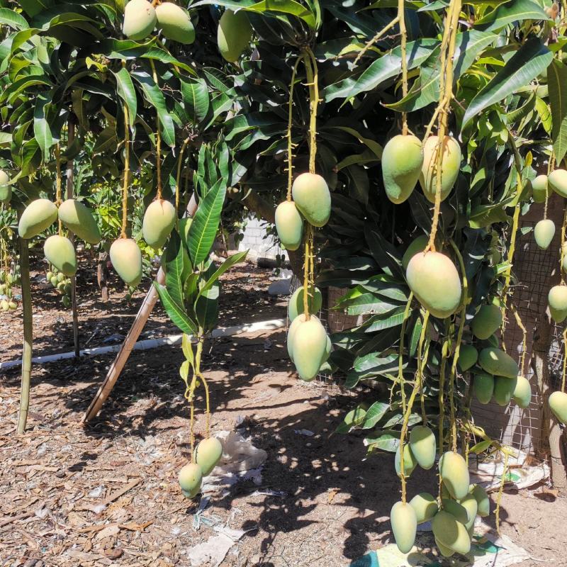 百色芒果台农芒市场供应电商平台团购平台现货整车电话联系