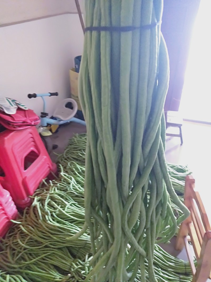 长豆角绿色好看细条欢迎新朋友来电