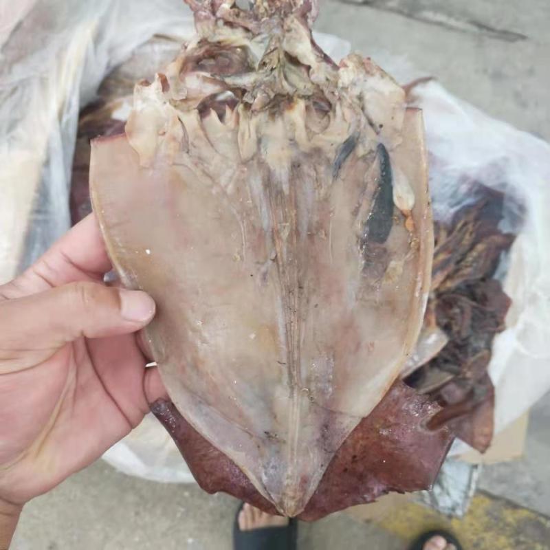 最新鱿鱼干