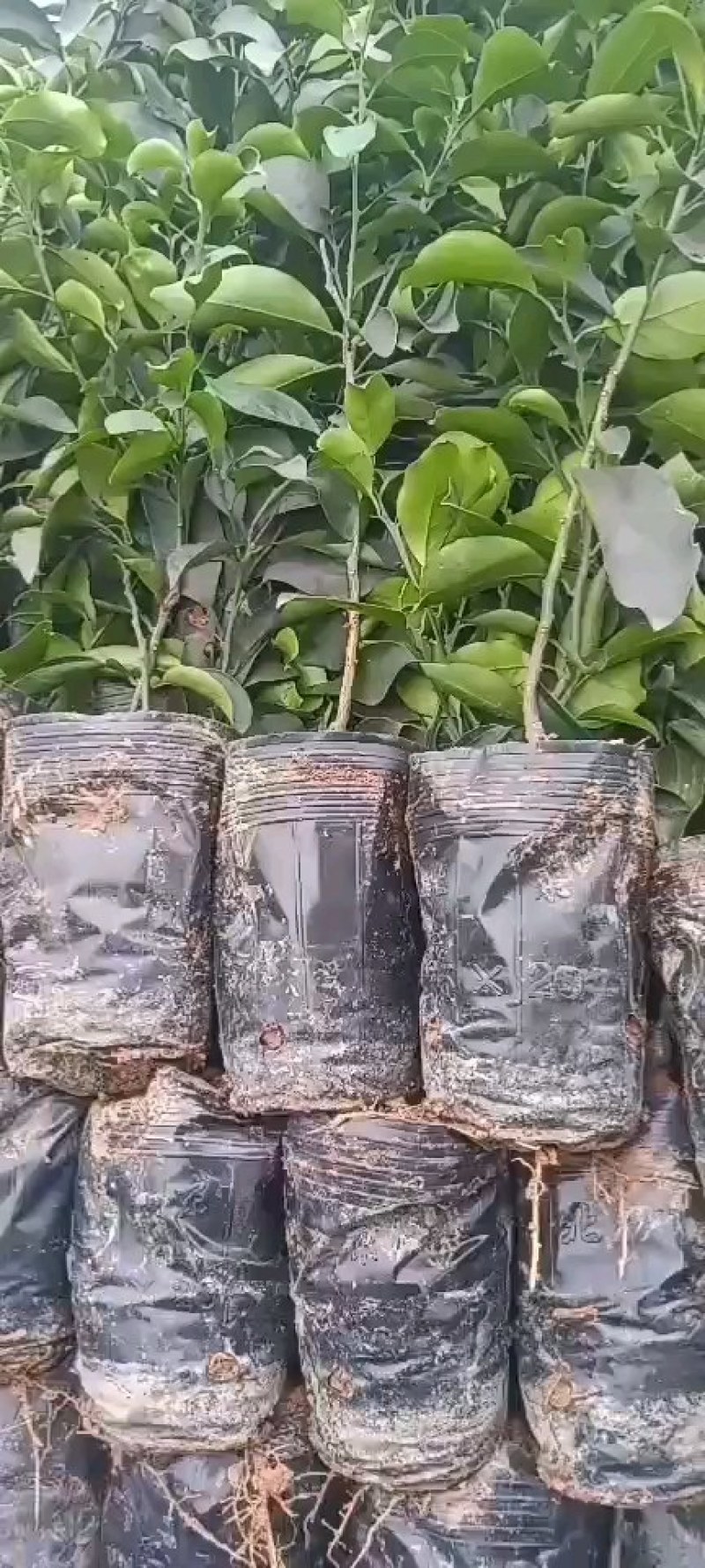 爱媛38.28杯苗质量保证品种保证，香橙头，积壳头杯苗都