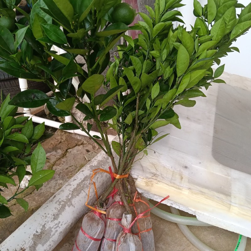 基地香橙沃柑，积壳沃柑质量纯度保证