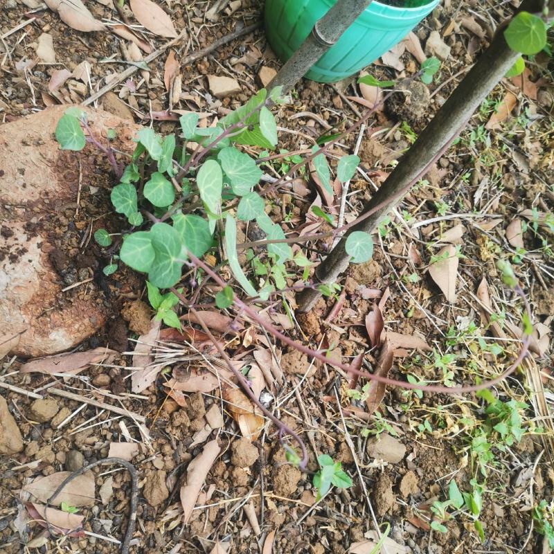 云南深山老林野生山乌龟