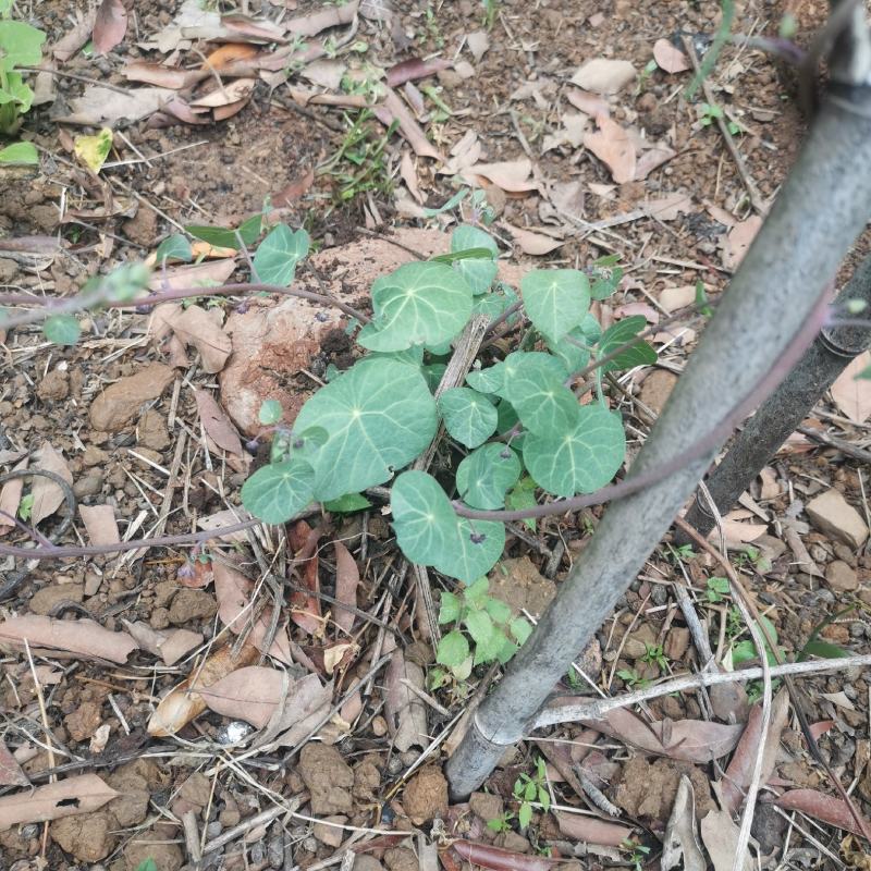云南深山老林野生山乌龟