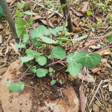 云南深山老林野生山乌龟