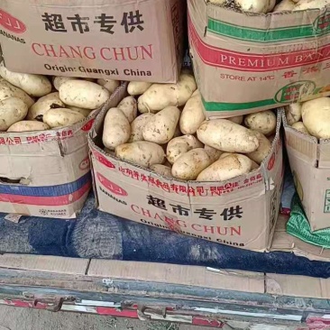 山东优质荷兰十五土豆大量上市，产地直销，货源充足