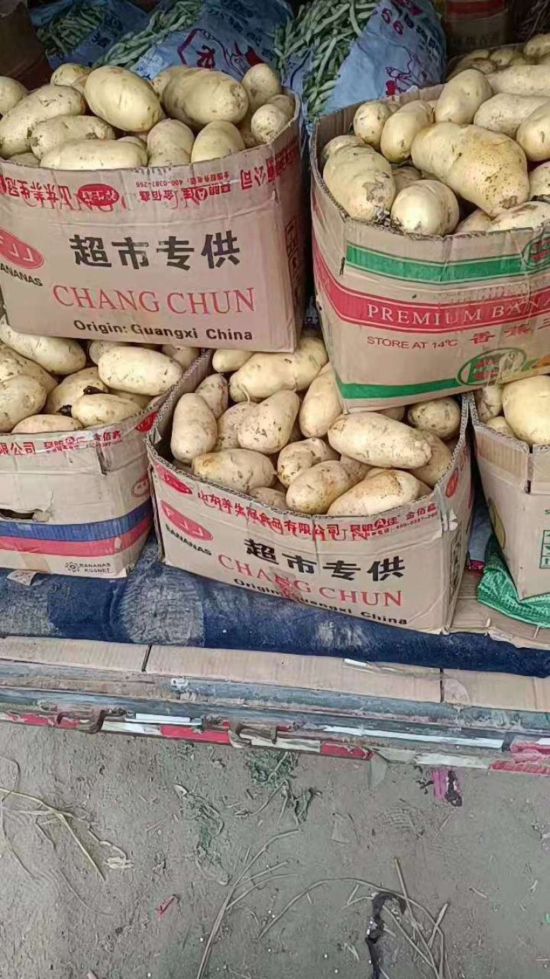 山东优质荷兰十五土豆大量上市，产地直销，货源充足