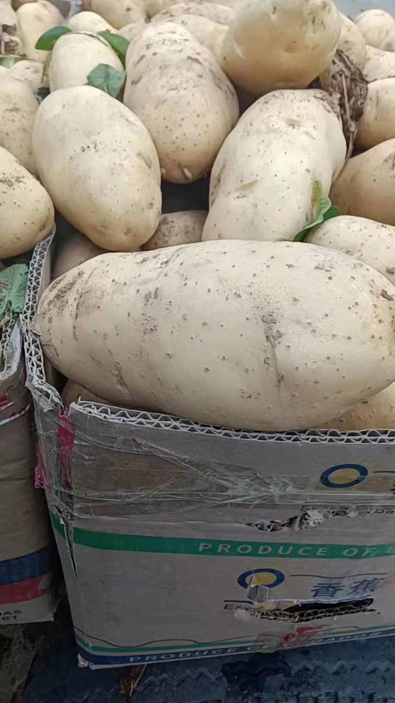 山东优质荷兰十五土豆大量上市，产地直销，货源充足