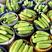 山西太谷精品绿皮西葫芦强势来袭，产地批发，价格便宜