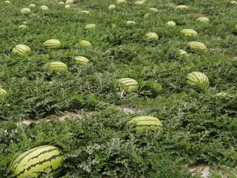 【代发全国】宁夏硒砂瓜精选山脚下万亩优质硒砂瓜专业团队