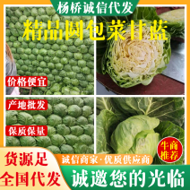 【热卖】精选圆包菜甘蓝，产地直发，量大从优视频看货