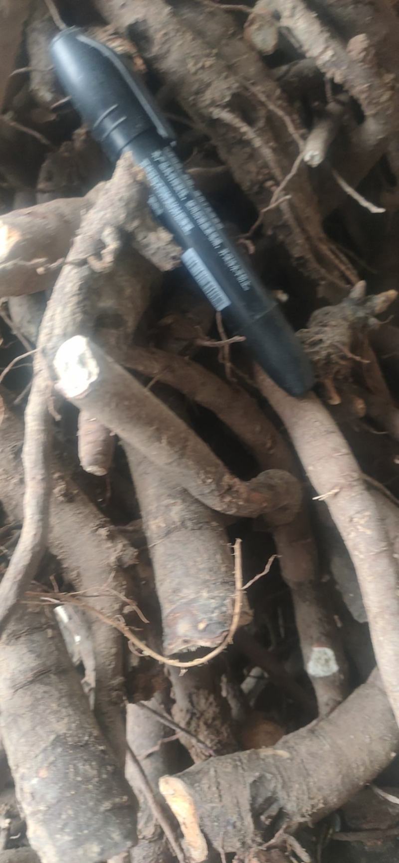 大量收购鲜白芍安徽，河南，全国接单