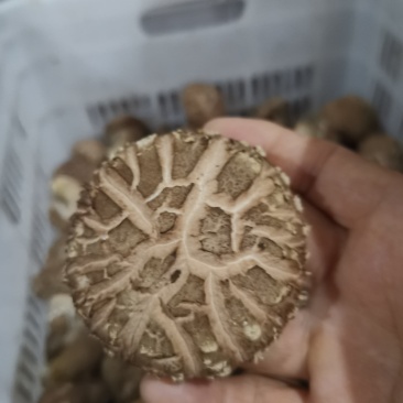 大花香菇，我们这里种植量大，管理技术好，有大花菇，中菇